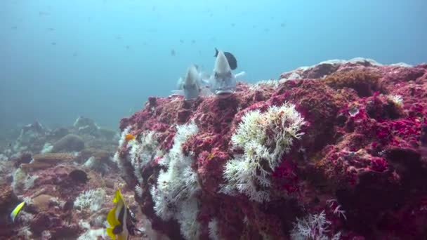 Sötläppad Fisk Spännande Dykning Utanför Maffiaön Tanzania Afrika — Stockvideo