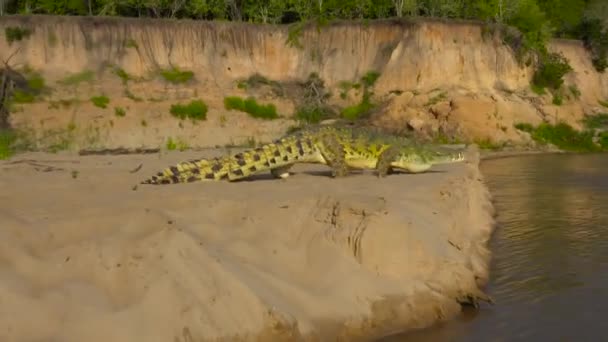 Rufiji Nehri Ndeki Timsah Selous Ulusal Parkı Nda Heyecanlı Bir — Stok video