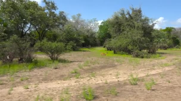 Impala Antílopes Uma Emocionante Viagem Safári Pelo Parque Nacional Selous — Vídeo de Stock