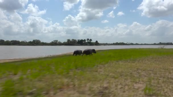 Wyścig Hipopotamów Ekscytująca Wycieczka Safari Przez Selous National Park Tanzanii — Wideo stockowe