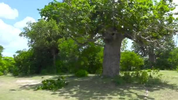 Baobab Selous Ulusal Parkı Nda Heyecanlı Bir Safari Gezisi Tanzanya — Stok video