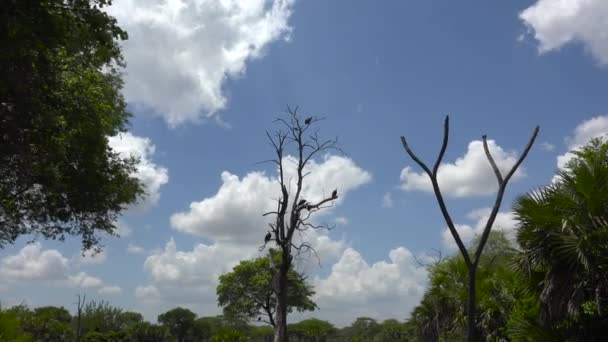 Vulture Emozionante Safari Attraverso Selous National Park Tanzania Africa — Video Stock