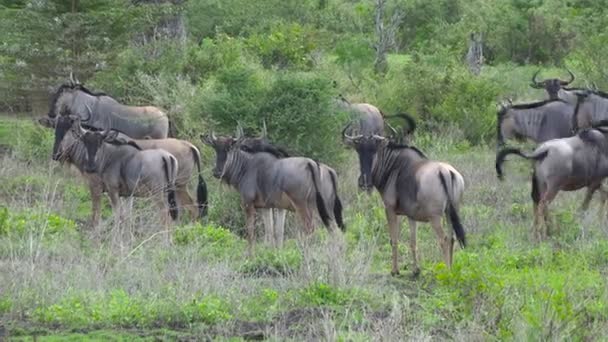 Antiloplar Selous Ulusal Parkı Nda Heyecanlı Bir Safari Tanzanya Afrika — Stok video