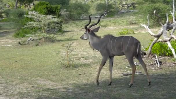 Antilopi Kudu Emozionante Viaggio Safari Attraverso Selous National Park Tanzania — Video Stock