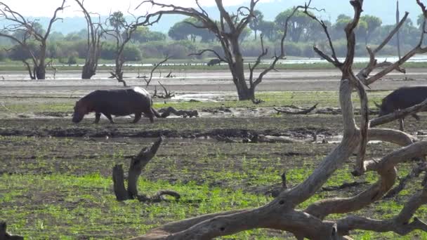 Flusspferde. Eine aufregende Safari durch den Selous-Nationalpark. Tansania. Afrika.