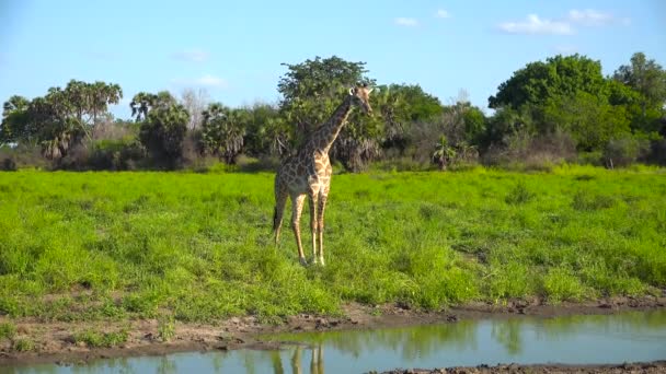 长颈鹿 一次令人兴奋的穿越塞洛斯国家公园的旅行 坦桑尼亚 — 图库视频影像