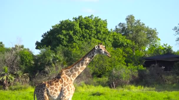 Zürafalar Selous Ulusal Parkı Nda Heyecanlı Bir Safari Gezisi Tanzanya — Stok video