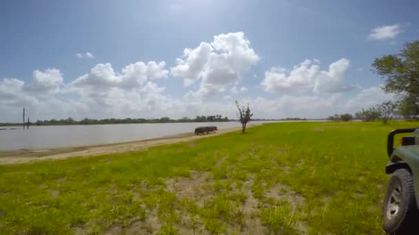 Nilpferderennen Eine Aufregende Safari Durch Den Selous Nationalpark Tansania Afrika — Stockvideo