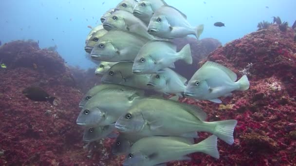 Ikan Berbibir Manis Menarik Menyelam Lepas Pantai Pulau Mafia Tanzania — Stok Video