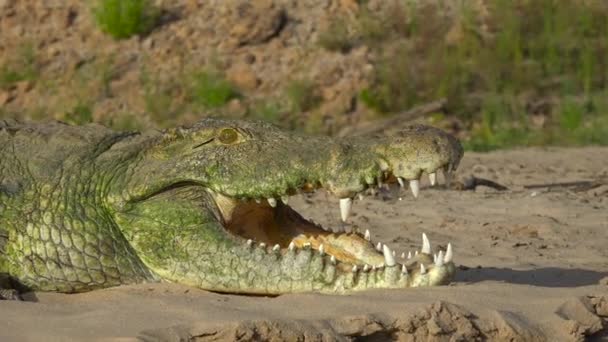 Krokodyl Nad Rzeką Rufiji Ekscytująca Wycieczka Safari Przez Selous National — Wideo stockowe