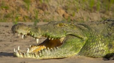 Rufiji Nehri 'ndeki timsah. Selous Ulusal Parkı 'nda heyecanlı bir safari. Tanzanya 'da. Afrika.
