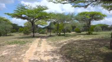 Zürafalar. Selous Ulusal Parkı 'nda heyecanlı bir safari gezisi. Tanzanya 'da. Afrika.