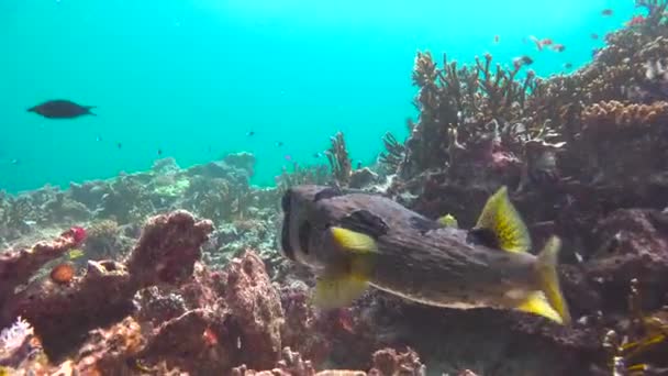 Des Poissons Arotron Plongée Passionnante Large Mafia Island Tanzanie Afrique — Video