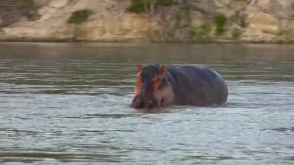 Hipopotamy Ekscytująca Wycieczka Safari Przez Selous National Park Tanzanii Afryka — Wideo stockowe