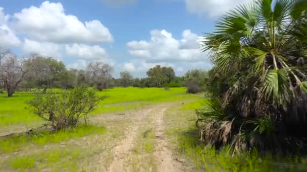 Selous Ulusal Parkı Nda Heyecanlı Bir Safari Tanzanya Afrika — Stok video