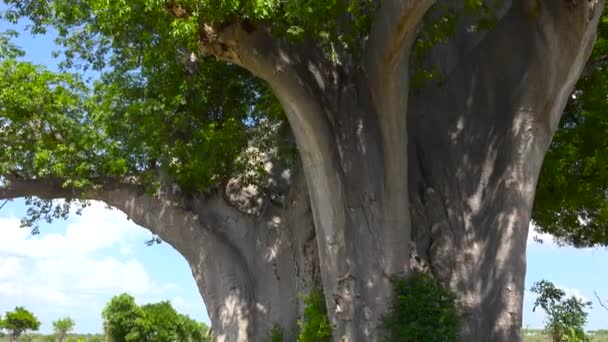 Baobab Ekscytująca Wycieczka Safari Przez Selous National Park Tanzanii Afryka — Wideo stockowe