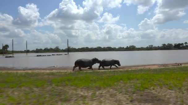 Hippo Race Захоплюючий Сафарі Подорожує Через Національний Парк Селоус Танзанія — стокове відео