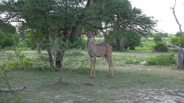 Kudu Antelopes Exciting Safari Trip Selous National Park Танзания Африка — стоковое видео