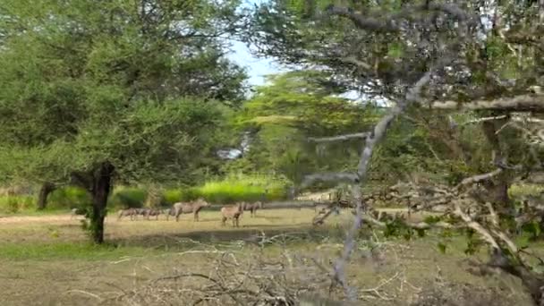 Yaban Domuzları Selous Ulusal Parkı Nda Heyecanlı Bir Safari Gezisi — Stok video