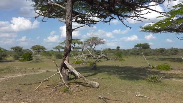 Kudu Antilopları Selous Ulusal Parkı Nda Heyecanlı Bir Safari Gezisi — Stok video