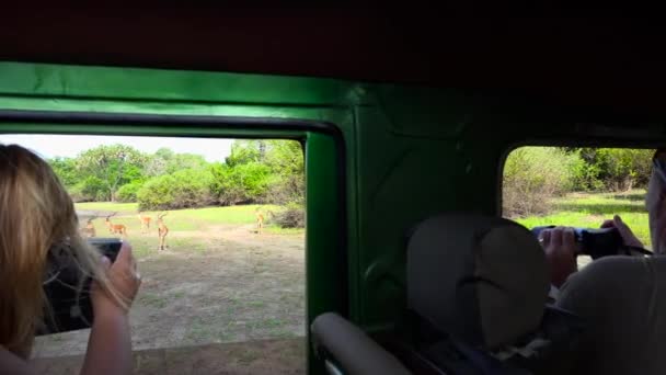 Antílopes Impala Emocionante Viaje Safari Por Parque Nacional Selous Tanzania — Vídeos de Stock