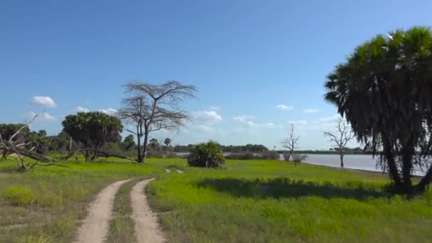 一个令人兴奋的旅行通过塞洛斯国家公园 坦桑尼亚 — 图库视频影像