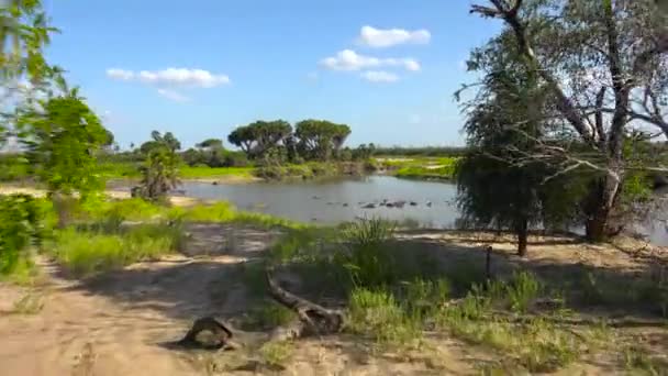 希波斯一个令人兴奋的旅行通过塞洛斯国家公园 坦桑尼亚 — 图库视频影像