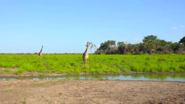 Girafe Excursie Safari Interesantă Prin Parcul Național Selous Tanzania Africa — Videoclip de stoc