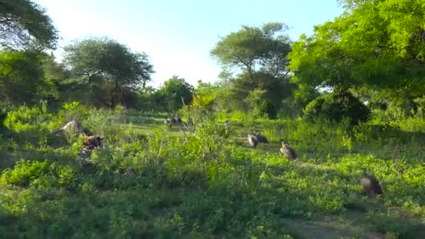 一次令人兴奋的穿越塞洛斯国家公园的旅行 坦桑尼亚 — 图库视频影像