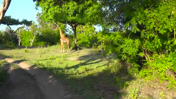 Żyrafa Ekscytująca Wycieczka Safari Przez Selous National Park Tanzanii Afryka — Wideo stockowe