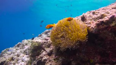 Palyaço balığı ve anemonların ortak yaşamı. Maldivler takımadalarının resiflerine heyecanlı dalış. 