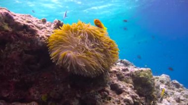 Palyaço balığı ve anemonların ortak yaşamı. Maldivler takımadalarının resiflerine heyecanlı dalış. 