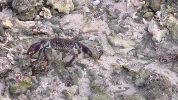 Eine Krabbe Ufer Der Insel Guraido Malediven — Stockvideo