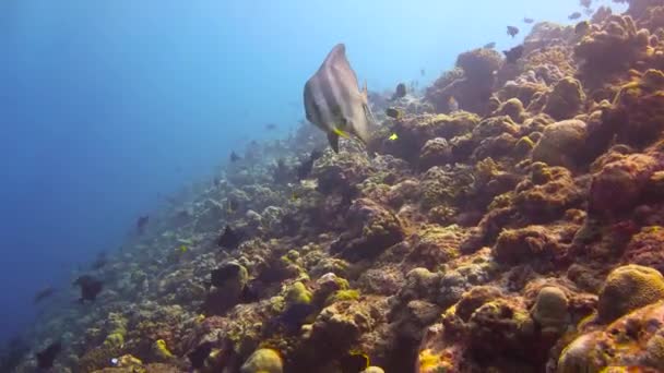Peixe Platax Mergulho Emocionante Nos Recifes Arquipélago Das Maldivas — Vídeo de Stock