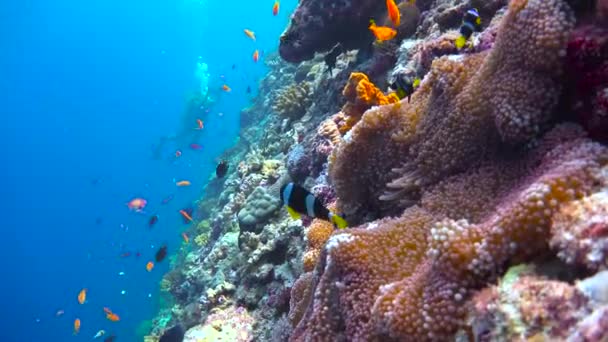 クマノミとイソギンチャクの共生 モルディブ諸島のサンゴ礁でのエキサイティングなダイビング — ストック動画