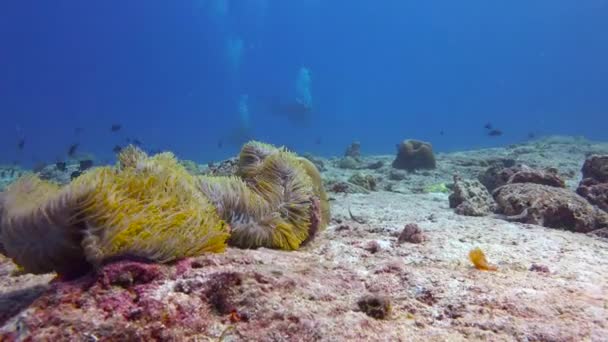 Symbiose Van Clownvissen Anemonen Spannende Duiken Riffen Van Malediven Archipel — Stockvideo