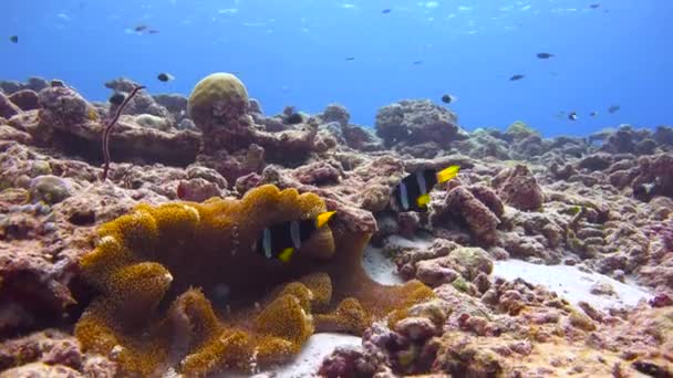 Simbiosi Pesci Pagliaccio Anemoni Immersioni Emozionanti Sulle Scogliere Dell Arcipelago — Video Stock