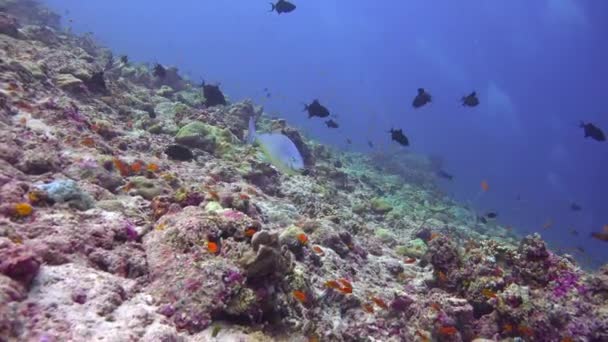 Emocionante Buceo Los Arrecifes Del Archipiélago Las Maldivas — Vídeos de Stock