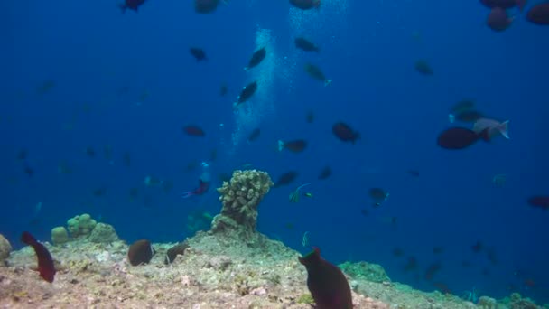 Plongée Passionnante Sur Les Récifs Archipel Des Maldives — Video