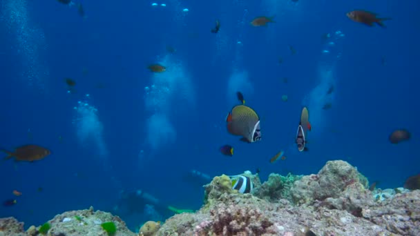 Mergulho Emocionante Nos Recifes Arquipélago Das Maldivas — Vídeo de Stock