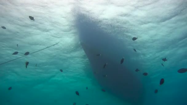 Lluvia Emocionante Buceo Los Arrecifes Del Archipiélago Las Maldivas — Vídeo de stock