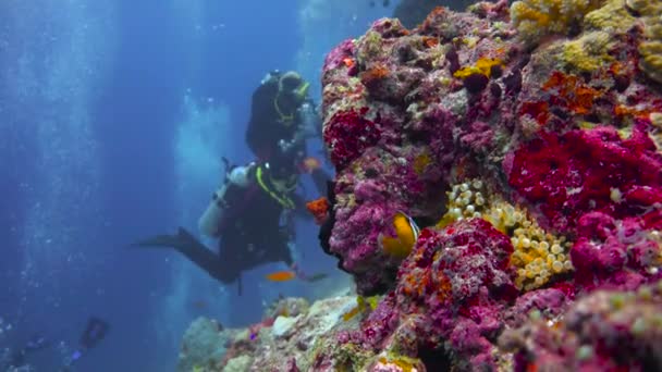 Symbiosen Mellan Clownfisk Och Anemoner Spännande Dykning Maldivernas Skärgårds Rev — Stockvideo