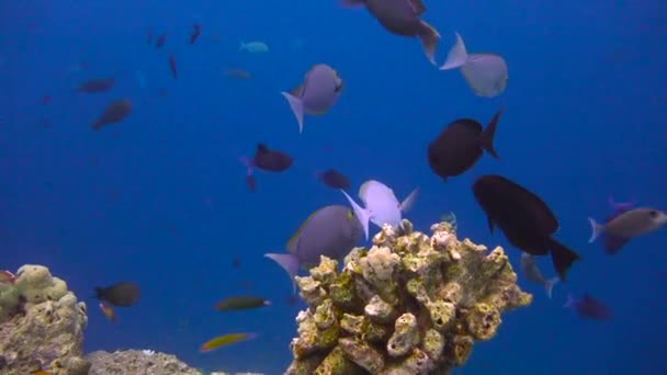 Exciting Diving Reefs Maldives Archipelago — Stock Video