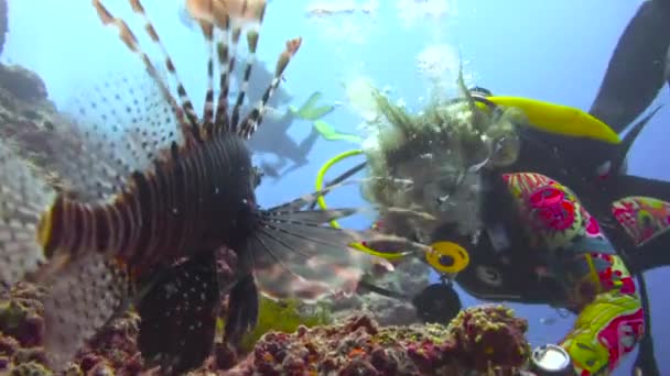 Левова Риба Захоплююче Пірнання Рифах Мальдівського Архіпелагу — стокове відео