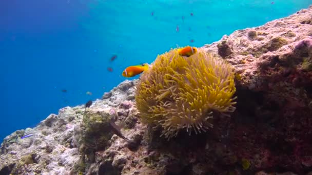 小丑鱼和海葵的共生关系 在马尔代夫群岛的珊瑚礁上潜水令人兴奋不已 — 图库视频影像