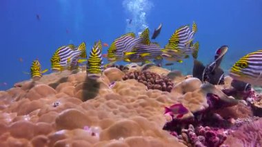 Doğu kurdeleli tatlı paltolar. Maldivler takımadalarının resiflerine heyecanlı dalış. 