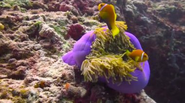 Palyaço balığı ve anemonların ortak yaşamı. Maldivler takımadalarının resiflerine heyecanlı dalış. 