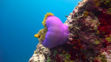 Palyaço balığı ve anemonların ortak yaşamı. Maldivler takımadalarının resiflerine heyecanlı dalış. 