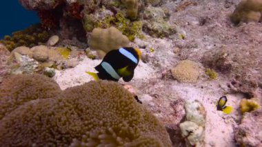 Palyaço balığı ve anemonların ortak yaşamı. Maldivler takımadalarının resiflerine heyecanlı dalış. 