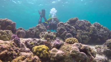 Ahtapot. Maldivler takımadalarının resiflerine heyecanlı dalış. 